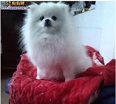 500元博美犬