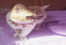 加菲猫有几种品种