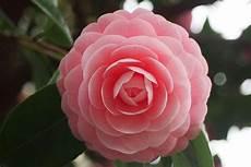 山茶花在日本的寓意