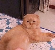 小猫跑了怎么抓住