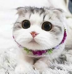 如何简单又好看的画猫