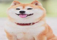 柴犬喂养指南