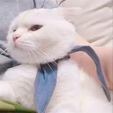 过分可爱的猫咪