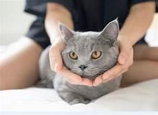 独一无二的猫咪名字