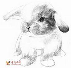 小兔子简笔画