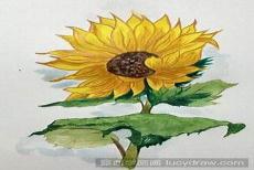 向日葵水彩插画