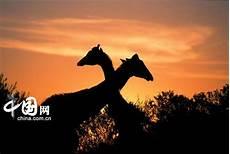 牛配牛高清图片大全