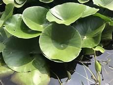 睡莲价格